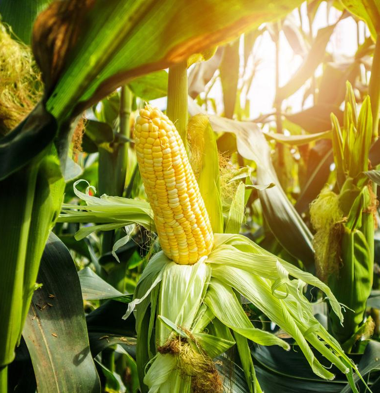 Minimizing Our Footprint
