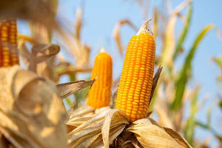 Freash Corn produces