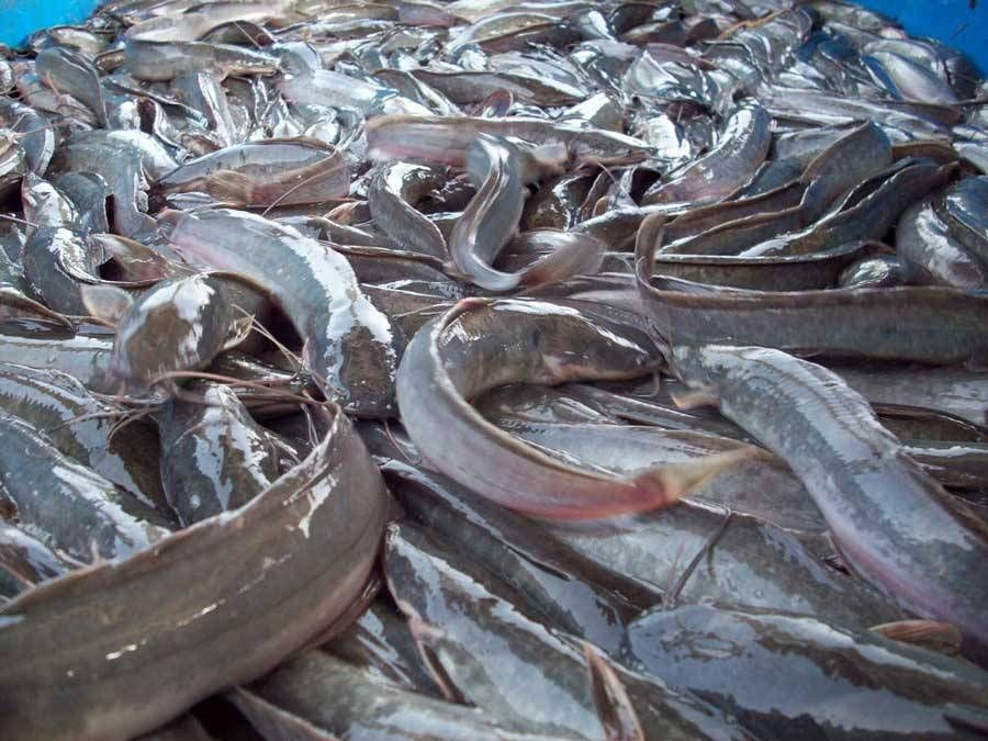 Catfish-farmers